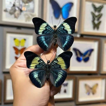 【現貨】🦋炬蛺蝶🦋 蝴蝶 昆蟲 模型 乾貨三角紙包裝 #非活體 #類模型 #藝術品