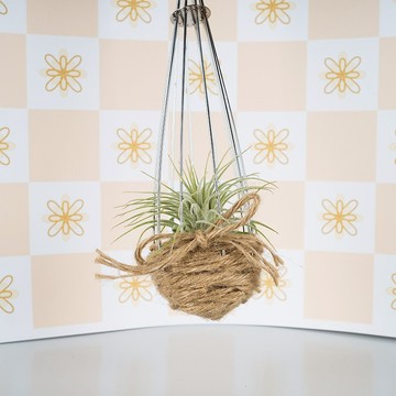 空鳳棲息地-打蛋器小窩【植物保固】