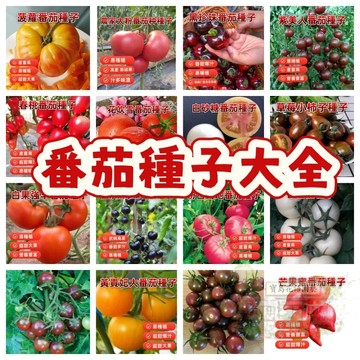 🔥番茄種子大全 FQ 1超甜爆汁 小番茄 易種植 產量高 易栽好活 可盆栽 西紅柿種子~盆栽蔬菜種子 #tomato🍅