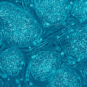 The Science of Stem Cells