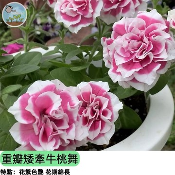 🌸【夢幻桃色瀑布】重瓣矮牽牛 桃舞 垂吊盆花王 爆花機器 陽台必備 耐熱好種 四季開花 垂吊/盆栽兩用 新手好養