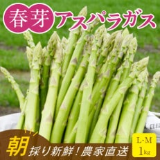 福岡県産 旬の春芽アスパラガス 1kg(L-Mサイズ)