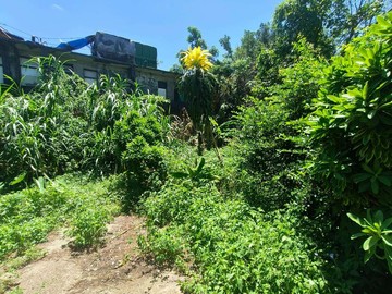龍潭區龍吟段一般農｜桃園市龍潭區龍吟段