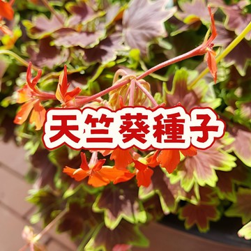 次日達-（天竺葵種子）當季新籽 發芽率高 產量高 新手易種植 陽台庭院盆栽  觀賞性強 花期長 #超優惠