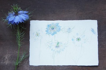 和紙明信片【黑種草】特輯報導作品