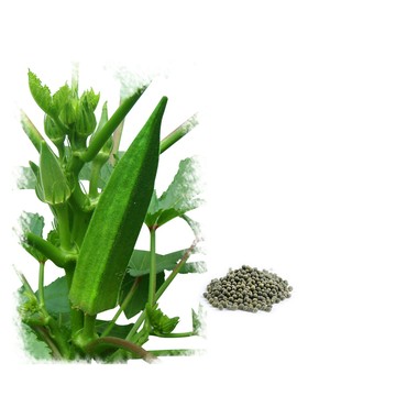 蔬菜工坊 G102.綠野黃秋葵種子8克(約130顆)秋葵  節間中等，結果早，產量高，果五角形，果色濃綠。
