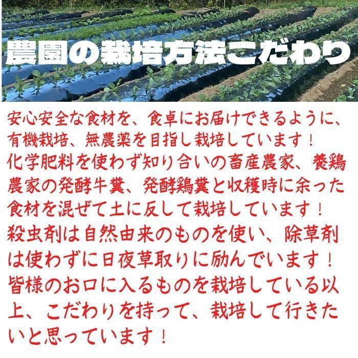 有機野菜＋米3kgセット 送料無料 有機栽培 無農薬