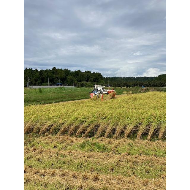 新米　令和5年　新潟県　佐渡産コシヒカリ（従来品種）　精米10kg　農家直送