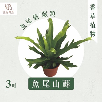 【拈花微笑】魚尾山蘇 ｜3吋｜觀賞型植物｜可種植室內｜非常好照顧｜招財