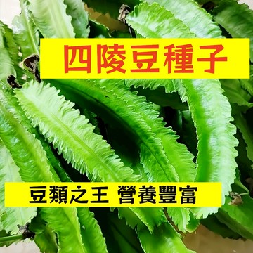 🌱【現貨-隔日到店】（翼豆種子）四棱豆 豆類之王 營養豐富 四陵分明脆嫩爽口 楊桃豆 四角豆 田園庭院四季#豆類蔬菜種子