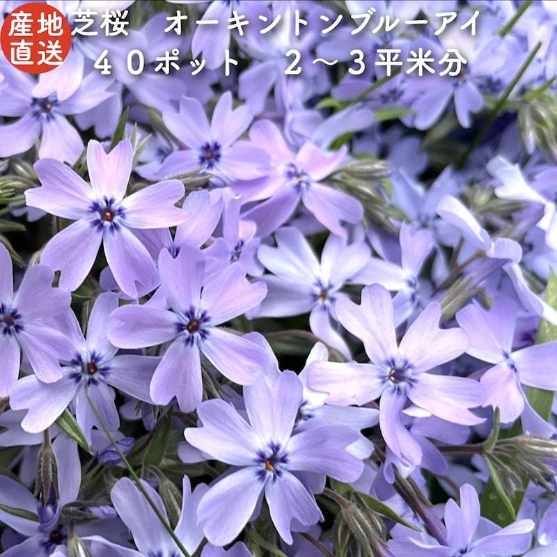 芝桜 オーキントンブルーアイ 青色種 9cmポット苗 80株 シバザクラ グランドカバー