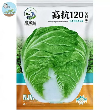 【原廠包裝】高抗120白菜種子（High-resistance 120 cabbage）800粒裝 快收台灣種 抗病耐熱