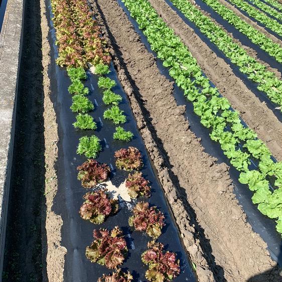 野菜 レタス 淡路島からのシャキシャキレタス 産地直送