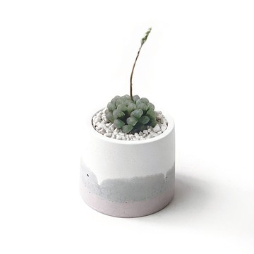 (現貨) 莫蘭迪粉系列 | 姬玉露 圓形三色不規則水泥多肉植栽