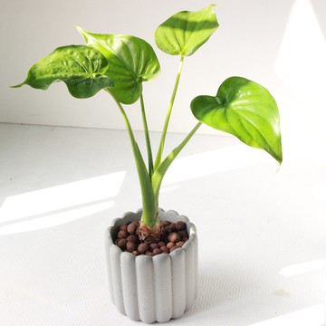 植栽 盆栽 l 佛手芋  手指餅乾水泥盆(中)  尖形愛心大葉片 散光