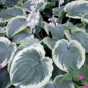 2026歐洲進口玉簪空運抵臺，多年生宿根、適合光照不足陽台、低維護、觀葉還可賞花。新品合法報關。種植方法可參考我拍的影片