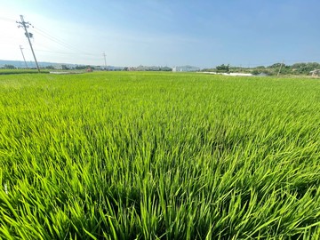 ❤️晶選專任彰化買地彰化芬園雙面臨路美農地｜彰化縣芬園鄉嘉北段
