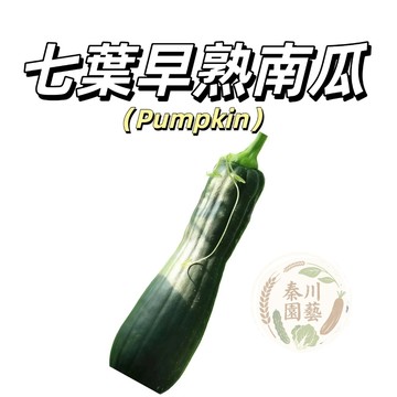 嘉義現貨（七葉早熟南瓜種子NG-9） 高產早熟~綠皮長型大南瓜結果多~新手好養多藤蔓蔬菜種子