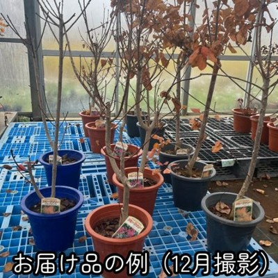 おまとめ 全3点 全て花芽付き グリーンボール スモークツリー 苗 苗木 雌株 おまとめ 全3点 全て花芽付き グリーンボール スモークツリー 苗
