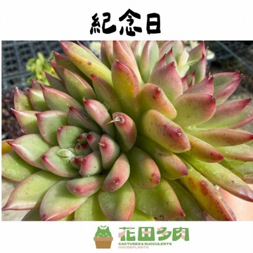 《花田多肉》🌵【紀念日】 3吋盆 多肉/多肉植物/景天科/戶外植物/園藝/盆栽/花卉/懶人植物/綠化