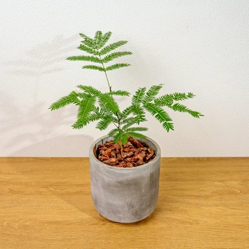 小豆樹木腳水泥盆栽 桌上盆栽 室內植物 開幕送禮 喬遷禮物