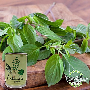 iPlant易開罐盆栽開心農場-九層塔