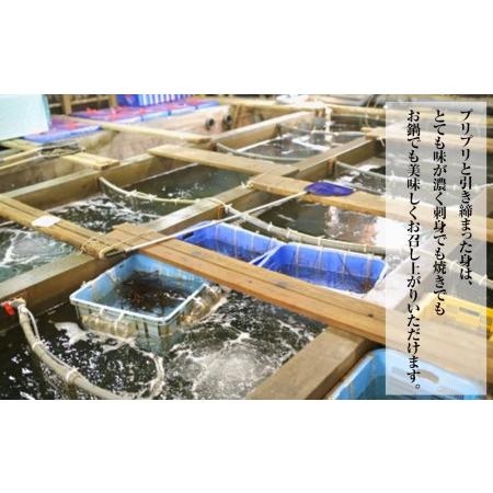 ふるさと納税 活 伊勢海老 2尾〜3尾 セット 合計 約1kg 産地直送 かずき番長おススメ 和歌山県白浜町