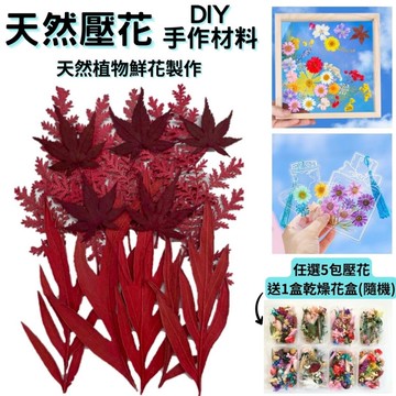 【A-ONE】紅色壓花材料包 永生 乾燥花書籤 花材 天然花藝組合包 標準包-楓葉如丹 BB10_廠商直送