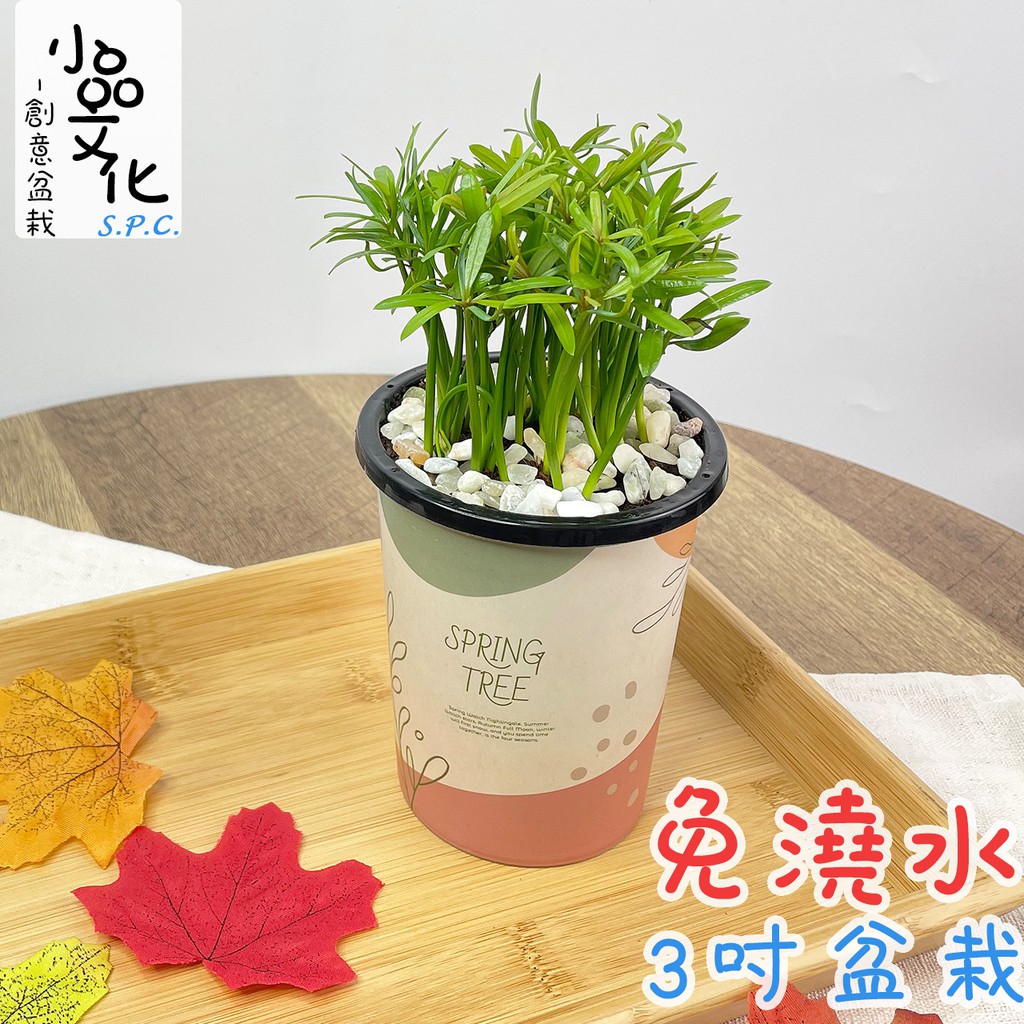 小品文化 羅漢松 現貨 3吋杯子免澆水盆栽懶人盆栽觀葉植物室內植物自動吸水創意花盆居家辦公盆花 蝦皮商城 Line購物