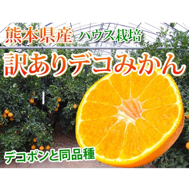 デコポン 同品種 デコみかん 訳あり 送料無料 ハウス栽培 1.5kg 2セット購入で1セットおまけ 3セット購入で3セットおまけ みかん 熊本県産 不知火 ミカン 蜜柑