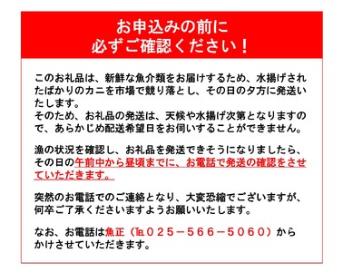 〈期間限定〉越後 本ズワイガニ 特大2尾 1～1.5kg×2杯 計2～3kg 姿 糸魚川産 浜茹で 鮮度が命！茹でたて直送 ずわいがに かに カニ 蟹 魚正 国産 日本海 新潟県