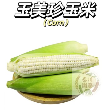 現貨🌽（玉美珍玉米種子）甜糯玉米棒子 超甜水果玉米 玉米筍 糯玉米 超甜玉米 黑玉米 紫玉米營養價值高#健康蔬菜種子