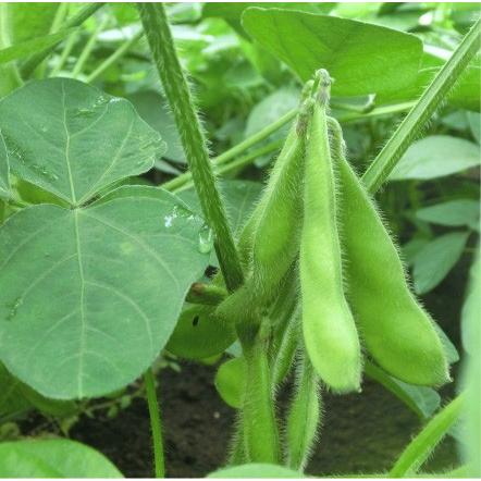 おもてなしギフト　野菜セット　鎌倉青果市場からその日の野菜をお届け　鎌倉いちばブランド野菜セット