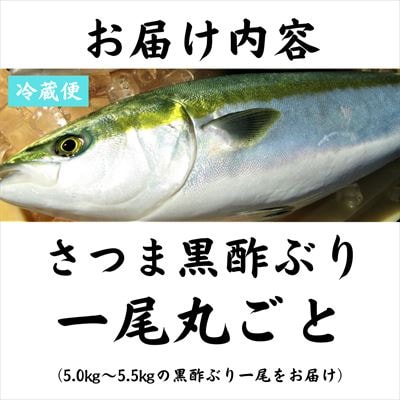 さつま黒酢ぶり(下処理なし・一尾 約5kg)　F0-009