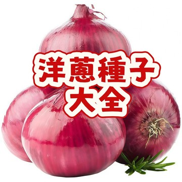 🌹【洋蔥種子大全】 今年新種 特大春季盆栽蔥種圓蔥扁圓紫色蔬菜種子紫皮洋蔥種子 四季種植