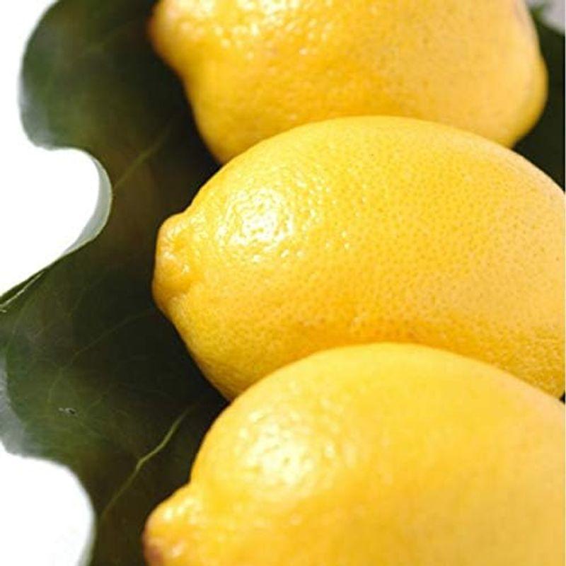南国フルーツ チリ・アメリカ産レモン 1kg