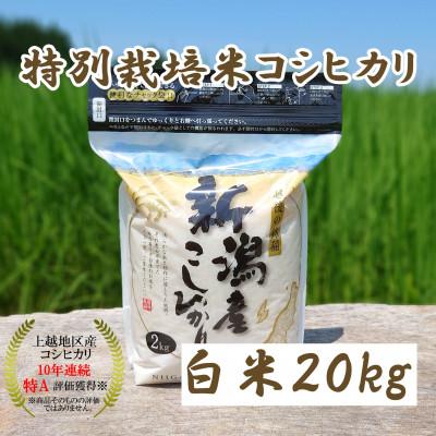 ふるさと納税 上越市 令和5年産|新潟上越三和|特別栽培米コシヒカリ(従来種)20kg(2kg×10)精米