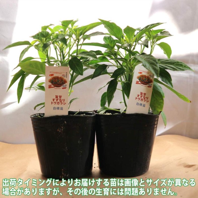 10枚 苗取りボード 育苗箱から苗を取り出し、田植え機に移す板 オKZ - 5