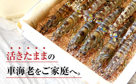 活きたまま直送！活車海老(養殖) 計500g（10尾～20尾）  エビ えび 海老 生エビ 生えび 生海老 刺身 海鮮 年内配送 配送地域限定   佐賀県   株式会社拓水 浜崎クルマエビセンター [41ABAI002]