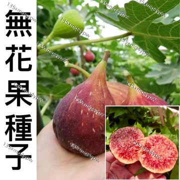 現貨 新手易種【無花果種子】（500粒） 四季高產 特大無花果種子豐產高甜度高 水果超甜 耐寒耐旱易養活 盆栽水果