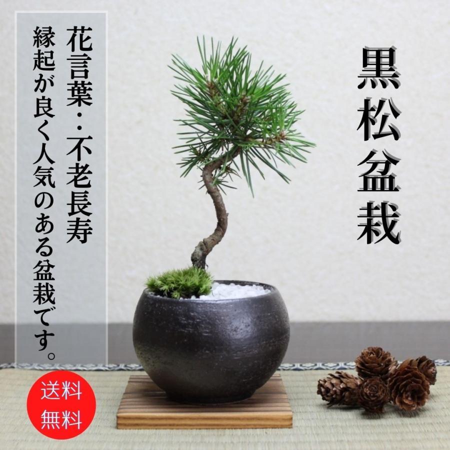 黒松 盆栽 bonsai 小品盆栽 送料無料 | LINEショッピング