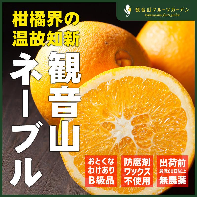 ネーブル 和歌山 観音山 紀ノ川ネーブル 訳ありB級品 2kg 観音山フルーツガーデン 送料無料