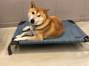 新品上市M-小王子的飛行床-冰晶灰床架-埃及藍-長90X寬60X高15CM