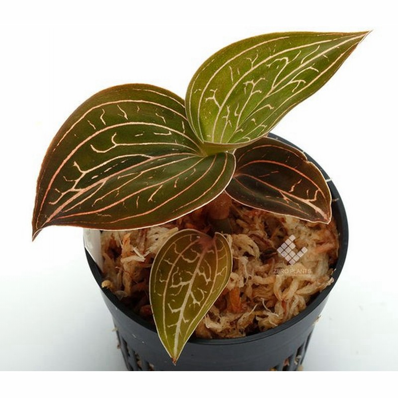 Anoectochilus Chapaensis アネクトキルス チャパエンシス 1ポット ジュエルオーキッド 通販 Lineポイント最大0 5 Get Lineショッピング