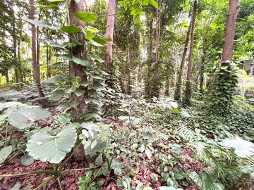 中埔臨10米路│好進出大坪數│綠意山坡造林農地｜嘉義縣中埔鄉石硦