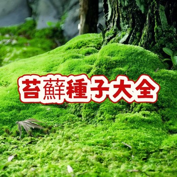 🌷次日達-【苔蘚種子大全】當季新籽 發芽率高  青苔植物 微觀景草植物 遇水即活 鋪面裝飾種子假山裝飾 #超優惠