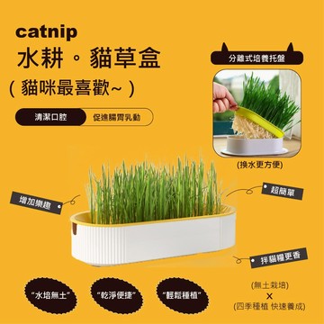 貓草 貓草種子 小麥草種子 種植水耕盒 貓草盆 TD2
