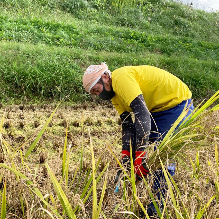 新米 令和5年産 米 お米 米5kg 玄米 はれわたり 青森県産 古代米お試し袋付き