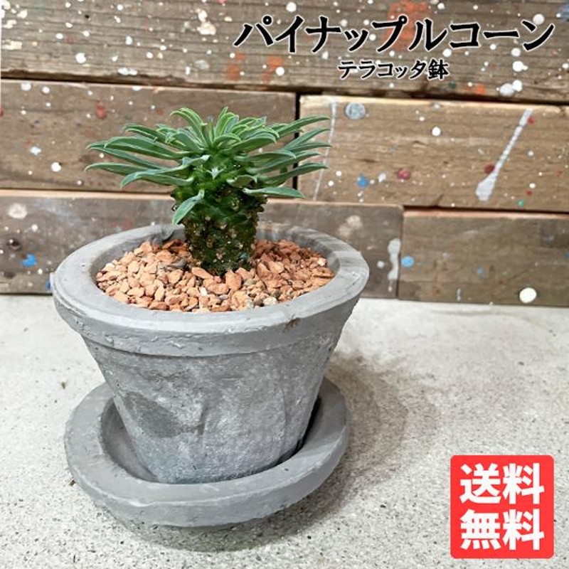 パイナップルコーン グレーテラコッタ鉢植え 蘇鉄麒麟 ソテツキリン ユーフォルビア 観葉植物 多肉植物 サボテン 送料無料 卓上 即日出荷 |  LINEブランドカタログ