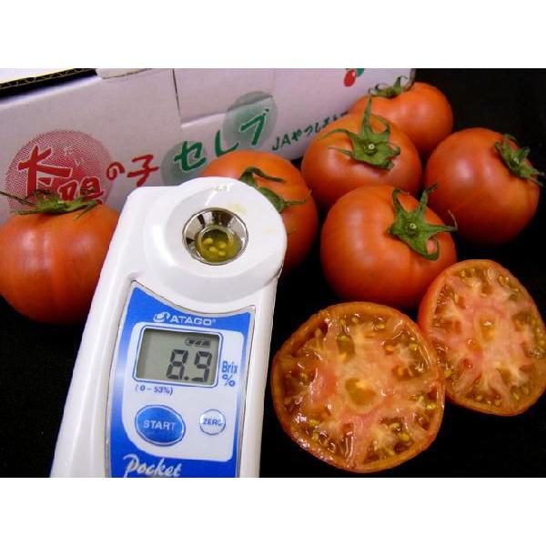熊本産 塩トマト ”太陽の子セレブ” 約900g 化粧箱 糖度8度以上 送料無料